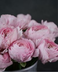 Rose Plant