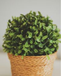 Exotic Plant