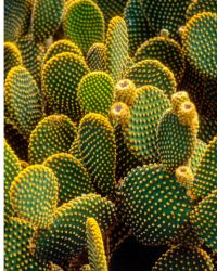 Cactus Plant