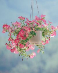 Rose Plant